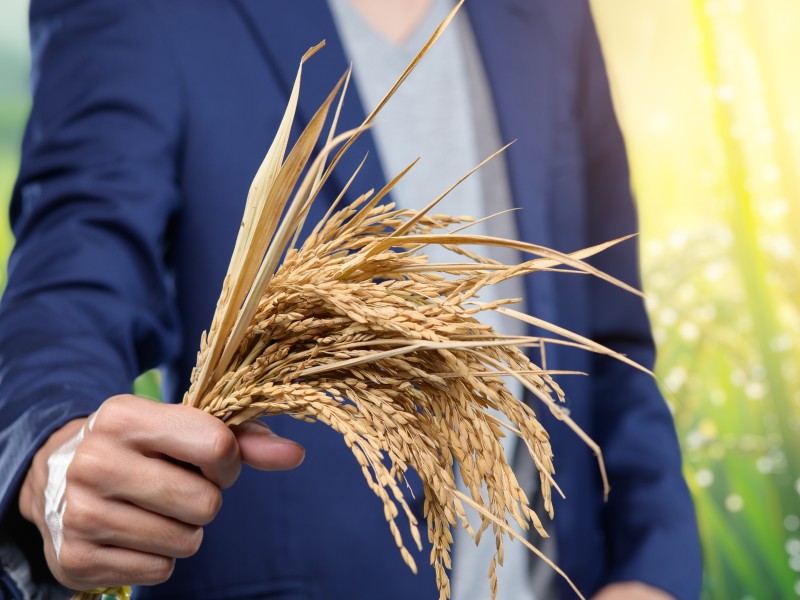 La CEA mobilise les entreprises ouest-africaines pour dynamiser la chaîne de valeur du riz et renforcer la résilience alimentaire régionale