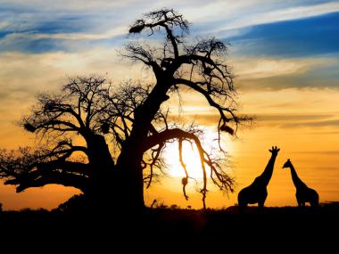 African Ministerial Conference on the Environment