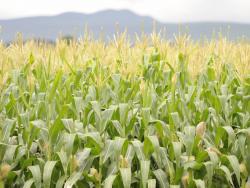 ECA calls for coordinated regional efforts to enhance food security in Africa