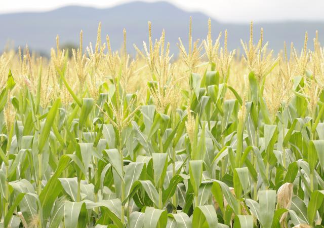 ECA calls for coordinated regional efforts to enhance food security in Africa