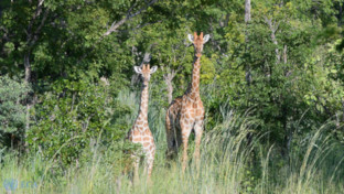 Hwange National Park