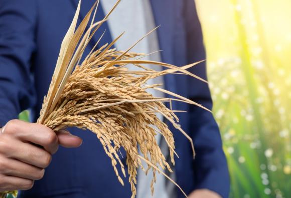 La CEA mobilise les entreprises ouest-africaines pour dynamiser la chaîne de valeur du riz et renforcer la résilience alimentaire régionale