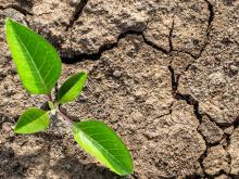 Building climate resilience in Somalia by accelerating food systems