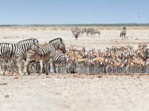 Namibia Gears Up for a Ground-breaking Retreat to Shape Future Tourism Growth