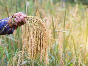 Malgré les cris d’alerte l’Afrique continue de faire face à une crise alimentaire qui s’aggrave