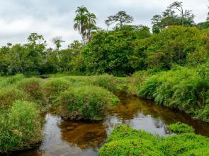 Faire fonctionner les souverains de la Commission climat du Bassin du Congo