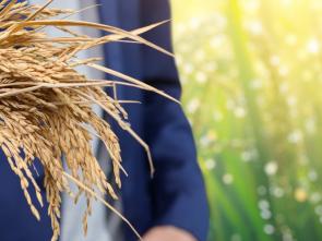ECA convenes West African businesses to unlock rice value chains and strengthen regional food resilience