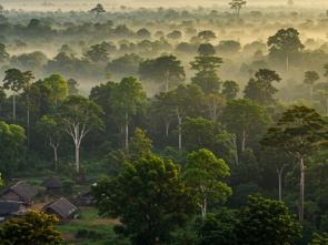 ECA launches regional drive to turn Central Africa's forest wealth into industrial value