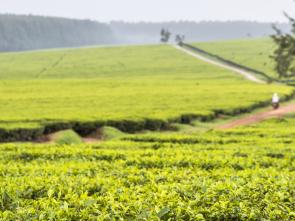 Kenya’s Green Supplement focusing on Tea and Coffee Value Chains
