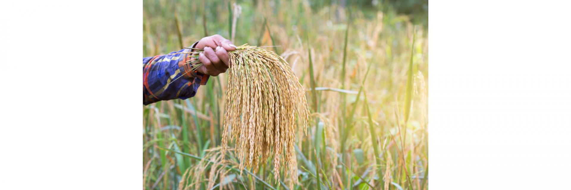 Malgré les cris d’alerte l’Afrique continue de faire face à une crise alimentaire qui s’aggrave