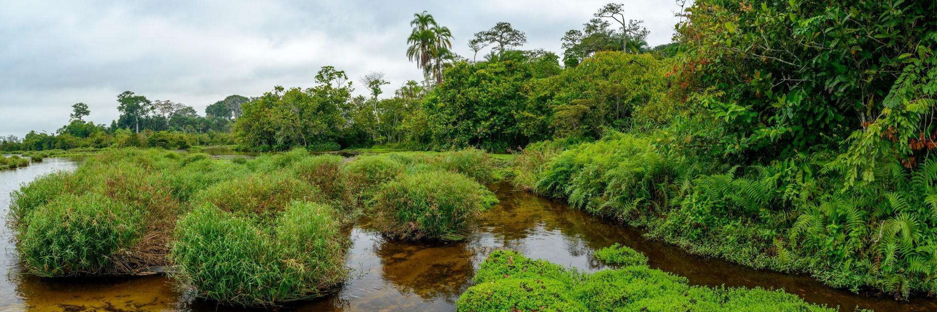 Making the sovereigns from the Congo Basin Climate Commission