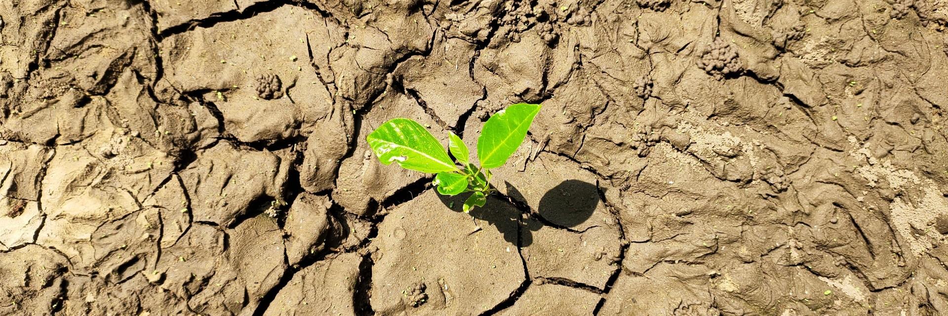 [Guest Blog] From Decolonizing to Liberating Land in Africa’s Changing Climate