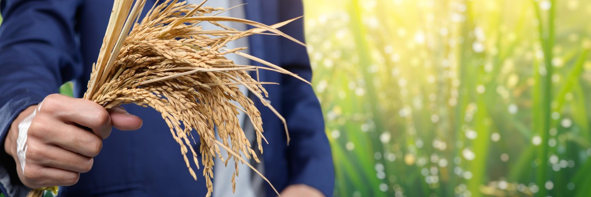 ECA convenes West African businesses to unlock rice value chains and strengthen regional food resilience