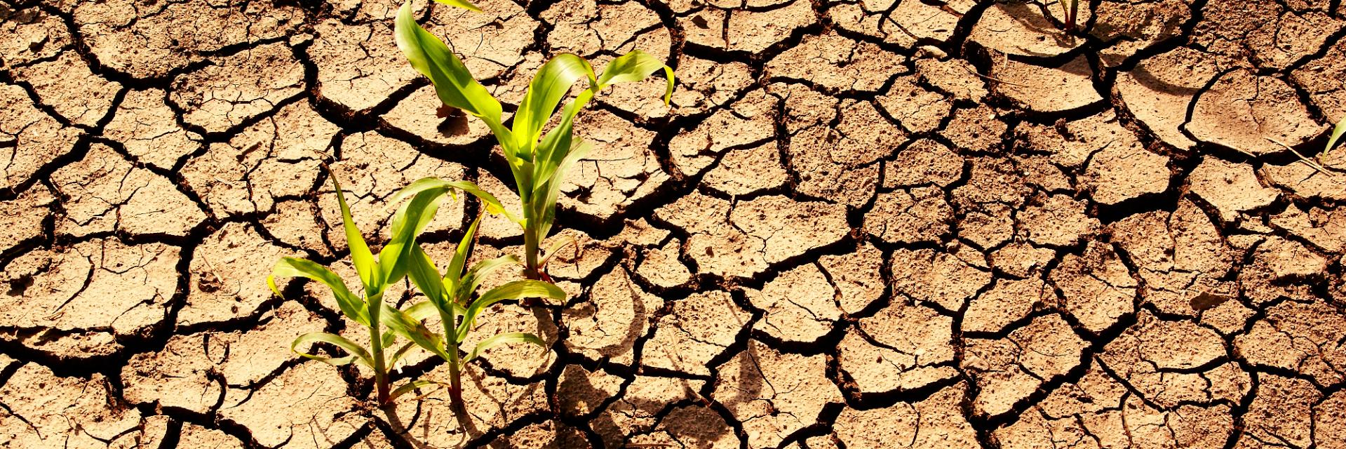 ECA plays leading role in Africa’s fight against climate change