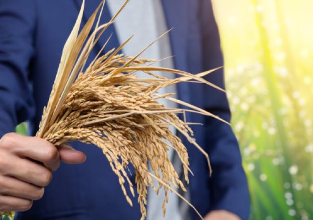 La CEA mobilise les entreprises ouest-africaines pour dynamiser la chaîne de valeur du riz et renforcer la résilience alimentaire régionale