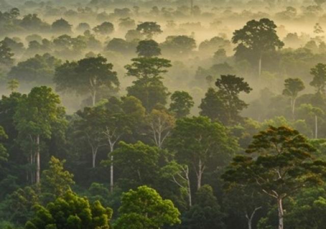 Industrialiser durablement la filière bois en Afrique centrale : la CEA fédère les États autour de solutions pour accélérer la création de valeur