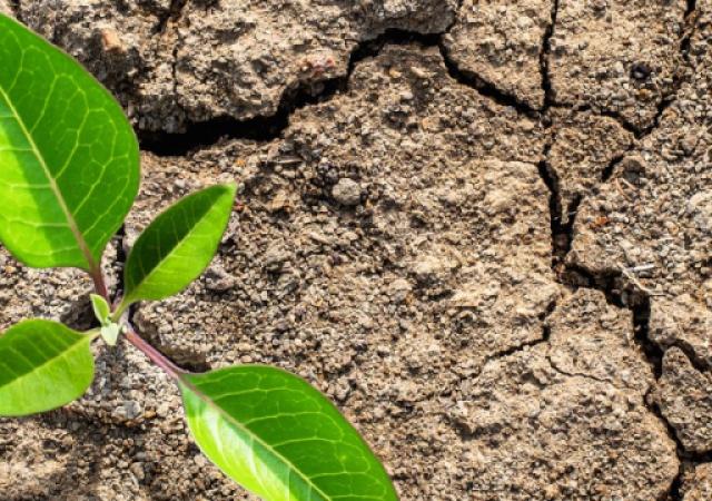 Building climate resilience in Somalia by accelerating food systems