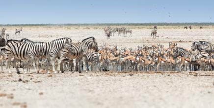 Namibia Gears Up for a Ground-breaking Retreat to Shape Future Tourism Growth