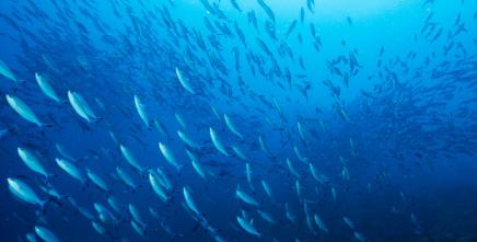 Unlocking the vast potential of blue resources in Central Africa with ECA’s Blue Economy Valuation Toolkit