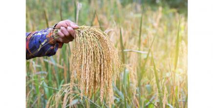 Malgré les cris d’alerte l’Afrique continue de faire face à une crise alimentaire qui s’aggrave