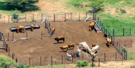 Uganda to build climate resilience in livestock, land and insurance systems
