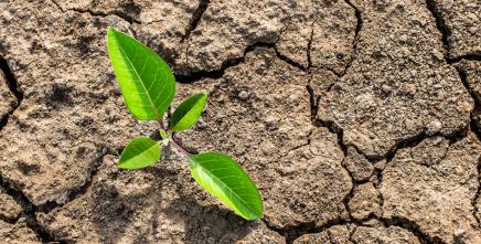 Building climate resilience in Somalia by accelerating food systems