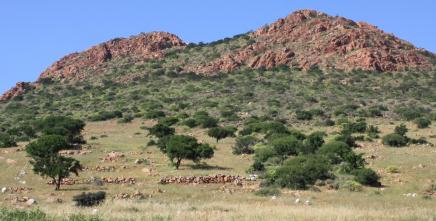 Kenya, UN ECA, AU-IBAR and IGAD launch national effort to build climate resilience in livestock, land and insurance systems
