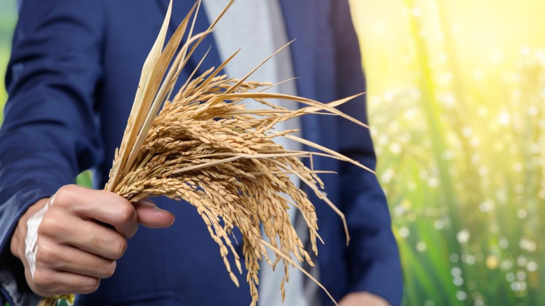 La CEA mobilise les entreprises ouest-africaines pour dynamiser la chaîne de valeur du riz et renforcer la résilience alimentaire régionale